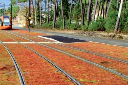 Ukážka vegetačného povrchu električkových tratí s povrchom tvoreným rozchodníkom