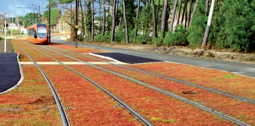 Ukážka vegetačného povrchu električkových tratí s povrchom tvoreným rozchodníkom