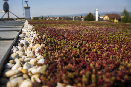 Vegetačný kryt zelenej strechy Urbanscape tvoria rozličné druhy rozchodníka