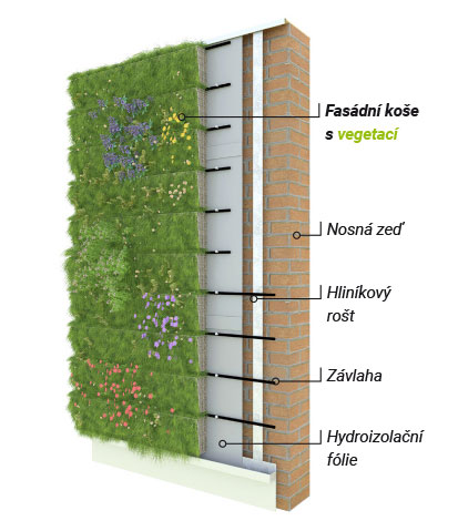 zelená fasáda priamo kotvená