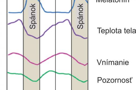 Obr. 2 Biorytmus človeka