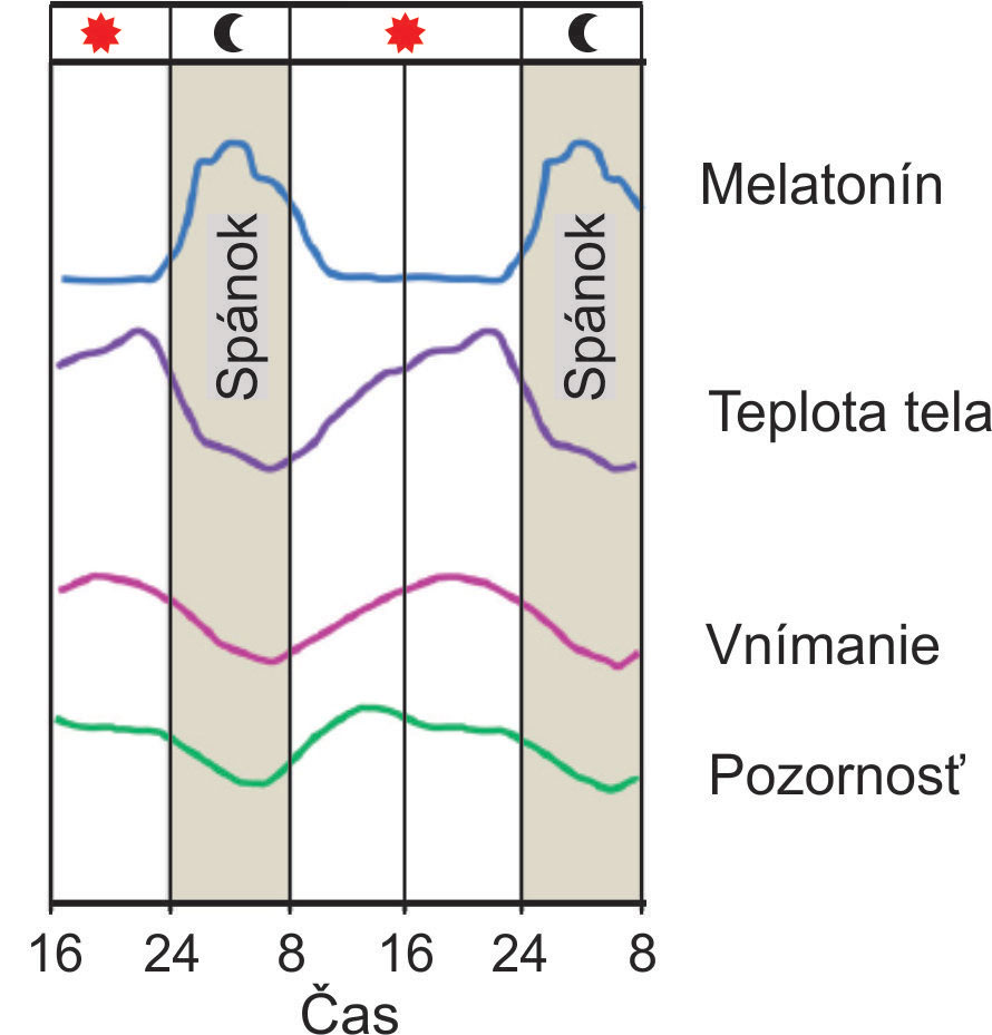 Obr. 2 Biorytmus človeka