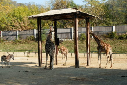 zoo, zirafa