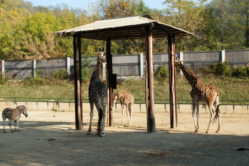zoo, zirafa