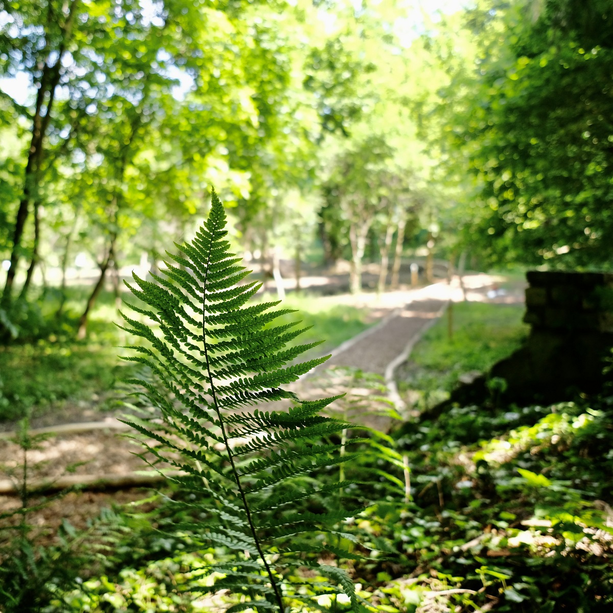 Obnova záhrady Prüger-Wallnerovcov