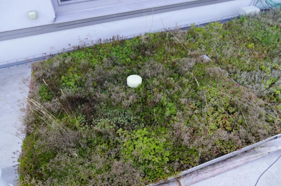 Obr. 4 - vzorka vegetačnej strechy Urbanscape Knauf Insulation – august 2021