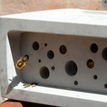 Tehly pre včely