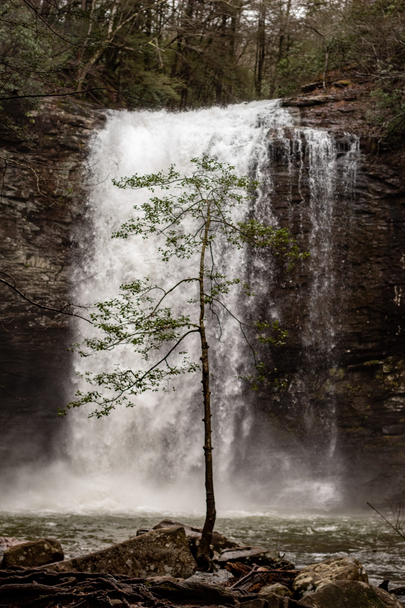 joshua j cotten 44c5A8v8lRc unsplash