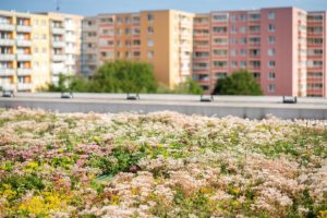 Sukulenty namiesto asfaltu: Zelená strecha paneláku v Brne zvláda horúčavy aj dážď