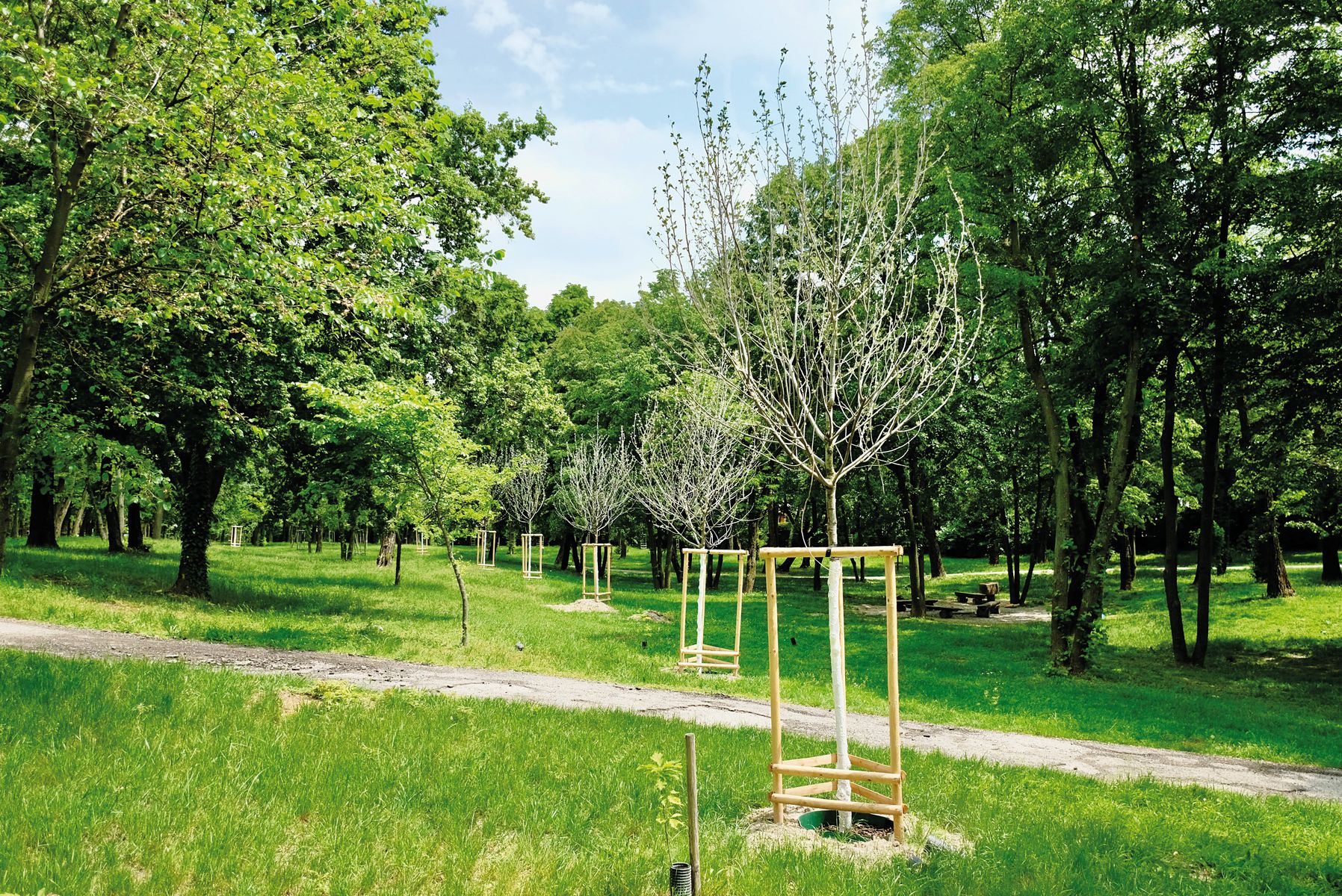 Iniciatíva 10 000 stromov pomôže systematickej obnove a udržateľnosti drevín v Bratislave.