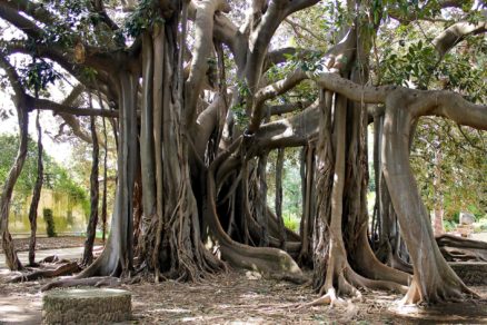 Italy ETY2023 credit Giant Trees Foundation