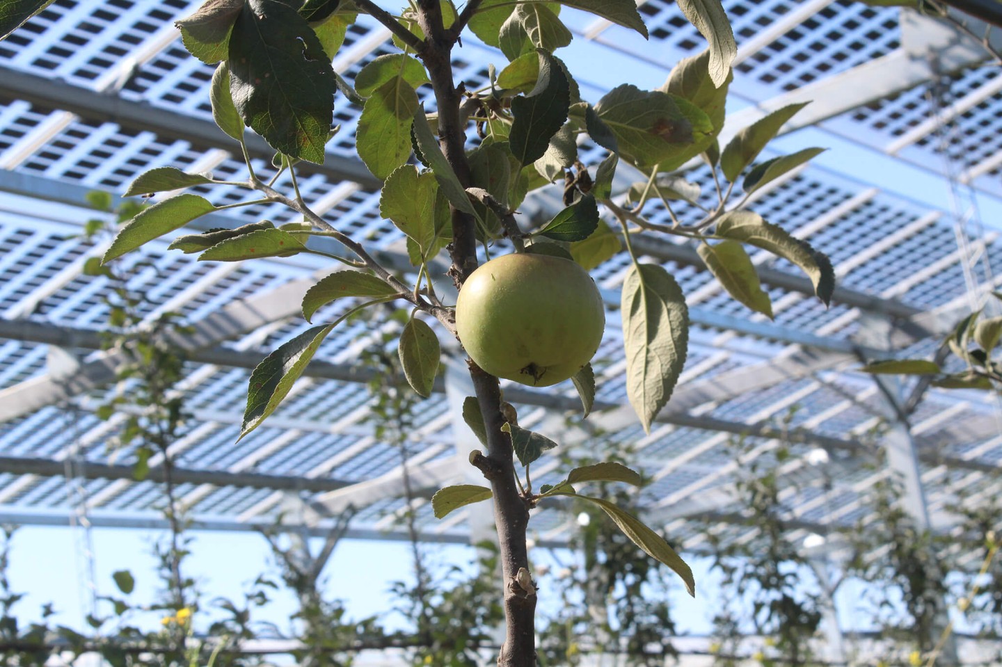 V rámci neho skúma, do akej miery môže agrovoltika zabezpečiť kvalitnú produkciu jabĺk a zároveň vyrobiť dostatok energie. 