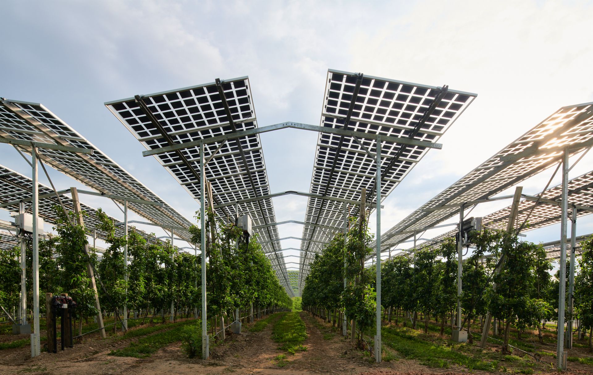Horizontálne fotovoltické panely nad jabloňami v sade v obci Kressbronn. Ide o jeden z piatich pilotných projektov v nemeckej spolkovej krajine Bádensko-Württembersko.