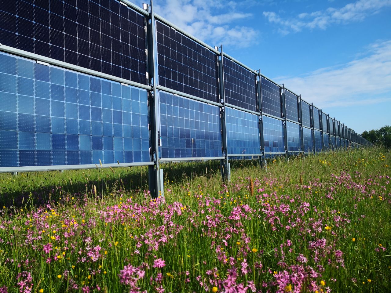 Vertikálny agrovoltický systém s bifaciálnymi panelmi v lokalite Aasen v Nemecku. Na ploche 14 hektárov tu bolo namontovaných takmer 11-tisíc solárnych modulov.
