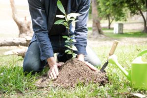 Zelenšie obce: Výsadba nových stromov v rámci národného projektu pokračuje aj na jar