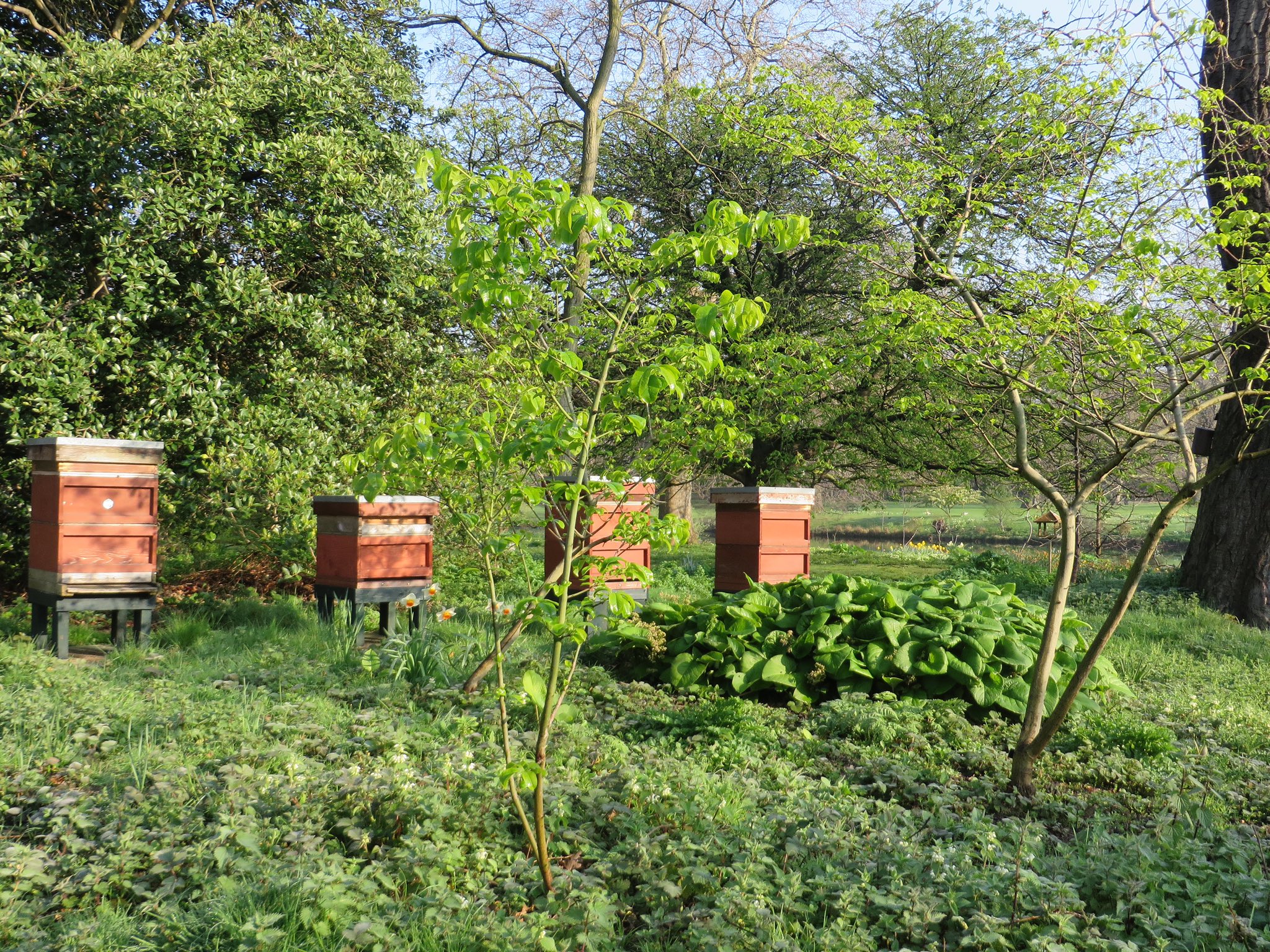 Včely v záhrade Buckinghamského paláca