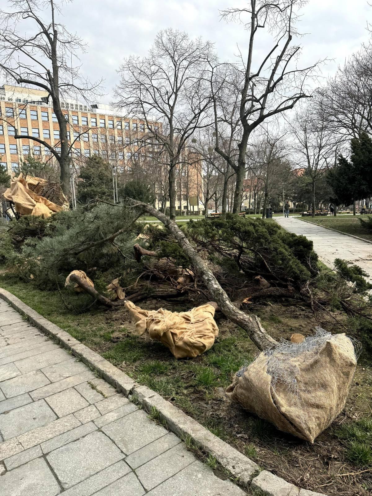 Aktuálny stav stromov a kríkov na Kollárovom námestí