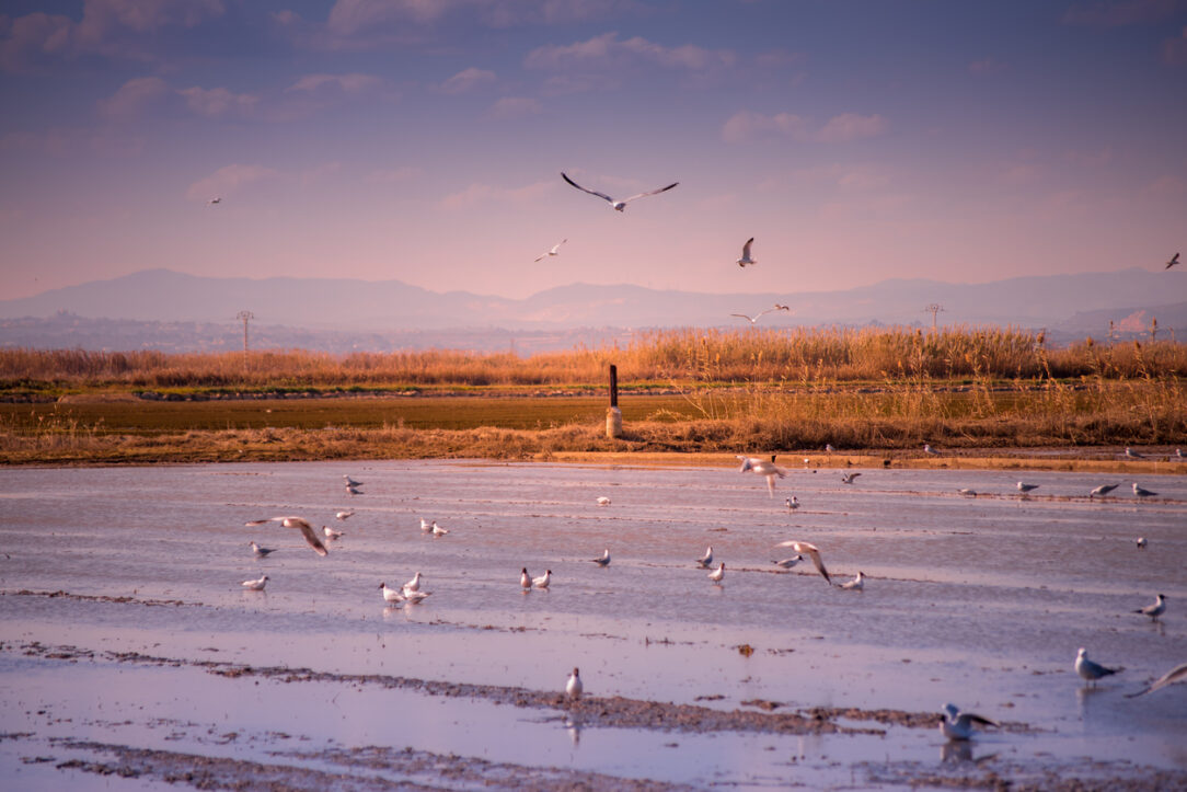 Albufera