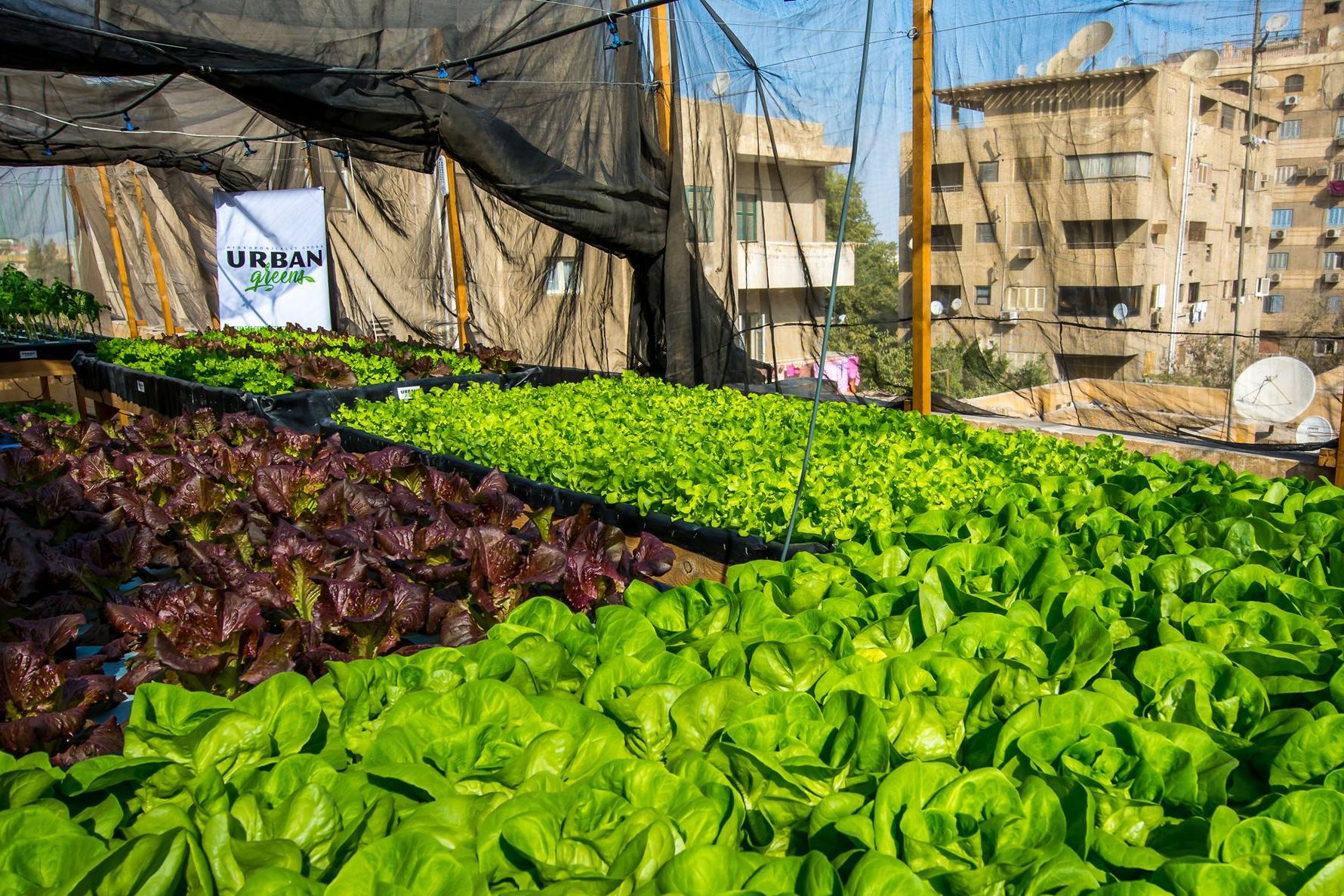 Bezpôdne poľnohospodárstvo je jedným z riešení pre Egypt. 