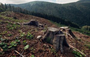Organizácie ochraňujúce prírodu zhodnotili 100 dní novej vlády: Životné prostredie je v ohrození, ideme zlou cestou