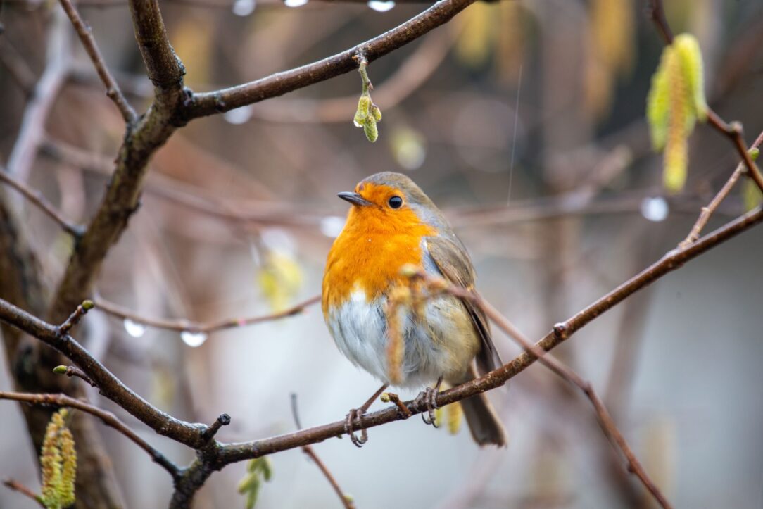 Erithacus rubecula