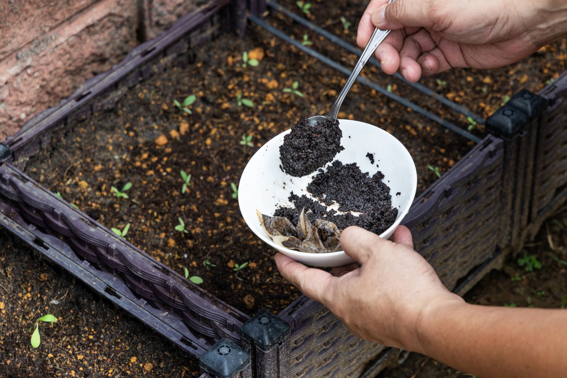 Kávová usadenina nie je len hnojivom, ale možno aj kľúčom k odstráneniu kontaminácie pôdy. 