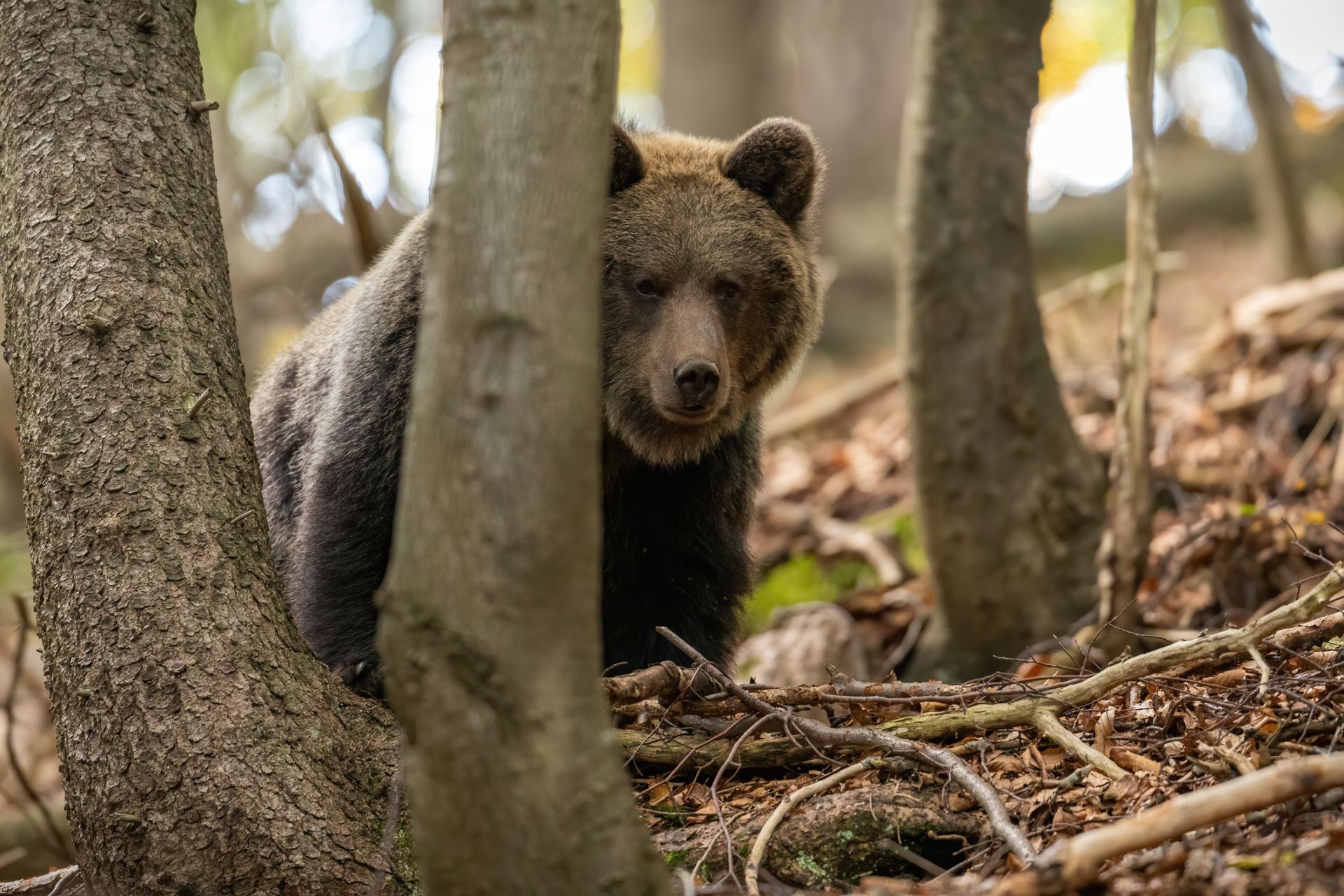 Odstrel medveďa budú môcť vykonať nielen členovia zásahového tímu, ale aj poľovníci, policajti, v národných parkoch aj ich správcovia.