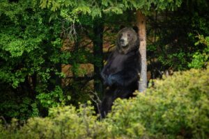 Zelený radar: Dáni riešia odpad na ostrove, Slováci zase medvede v okolí sídiel