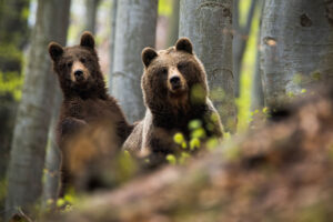 Medvede na odstrel: Lákame ich naším odpadom aj prikrmovaním zveri