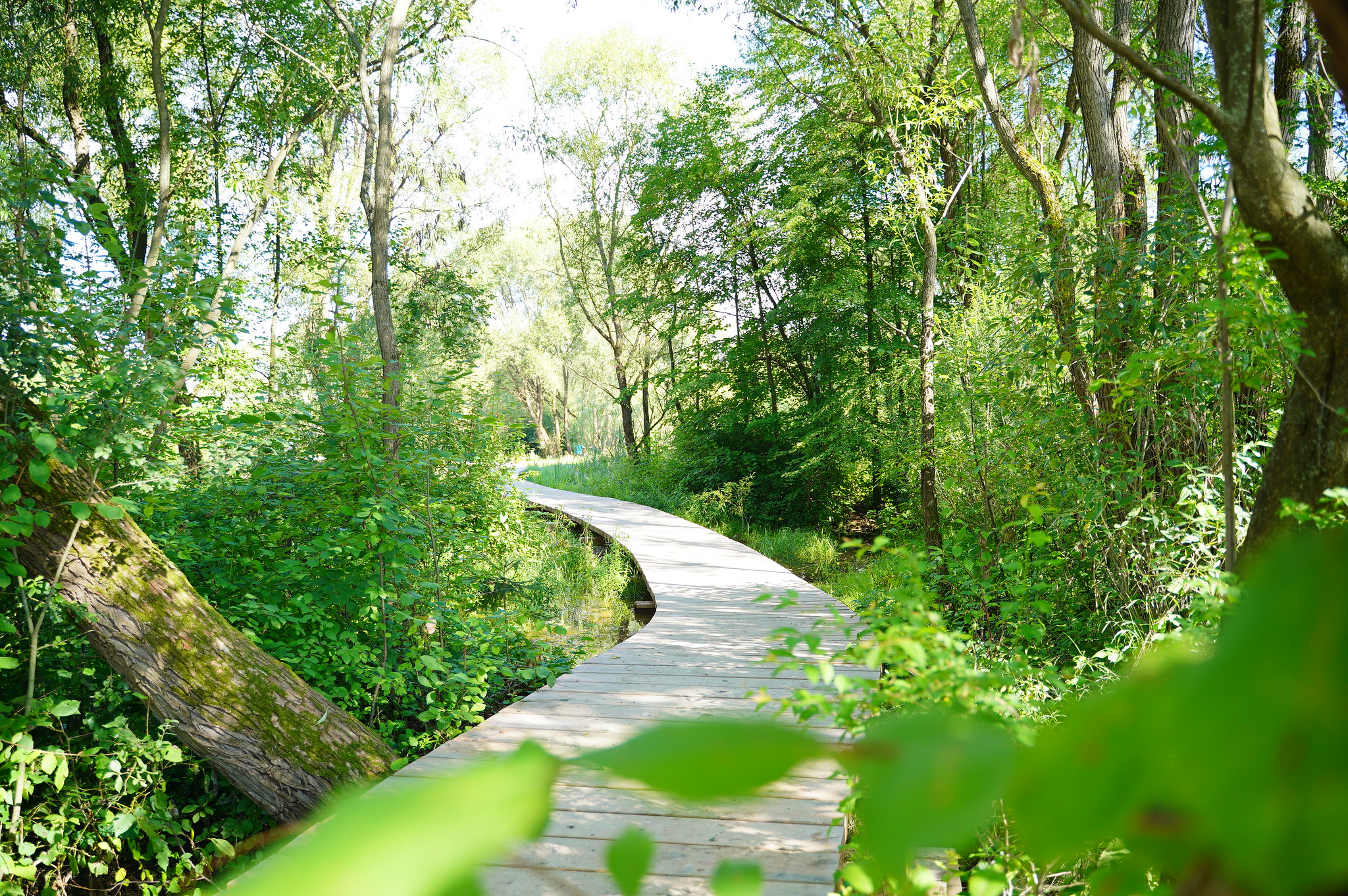 Park sv. Juraja sa zmenil na biopark, ktorého súčasťou je obnovená mokraď s dreveným chodníkom.