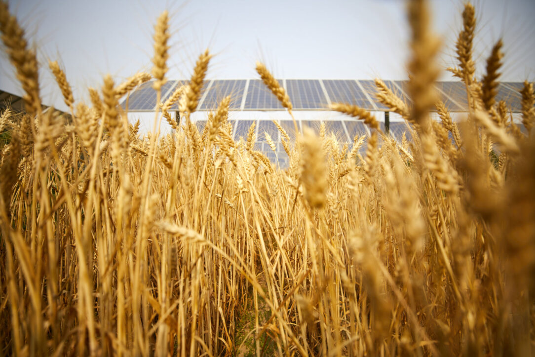 Agrovoltika