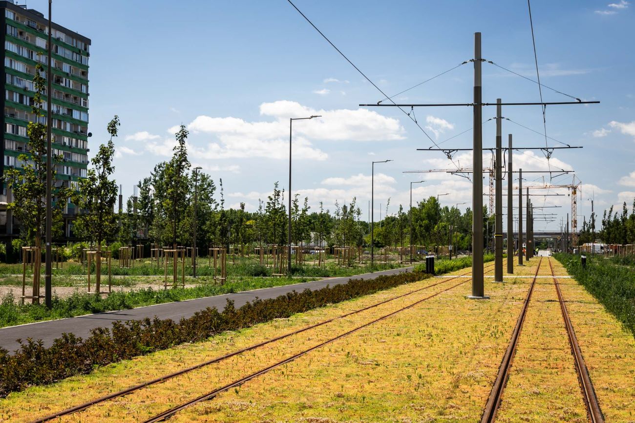  Vysadené stromy popri električkovej trati v Petržalke