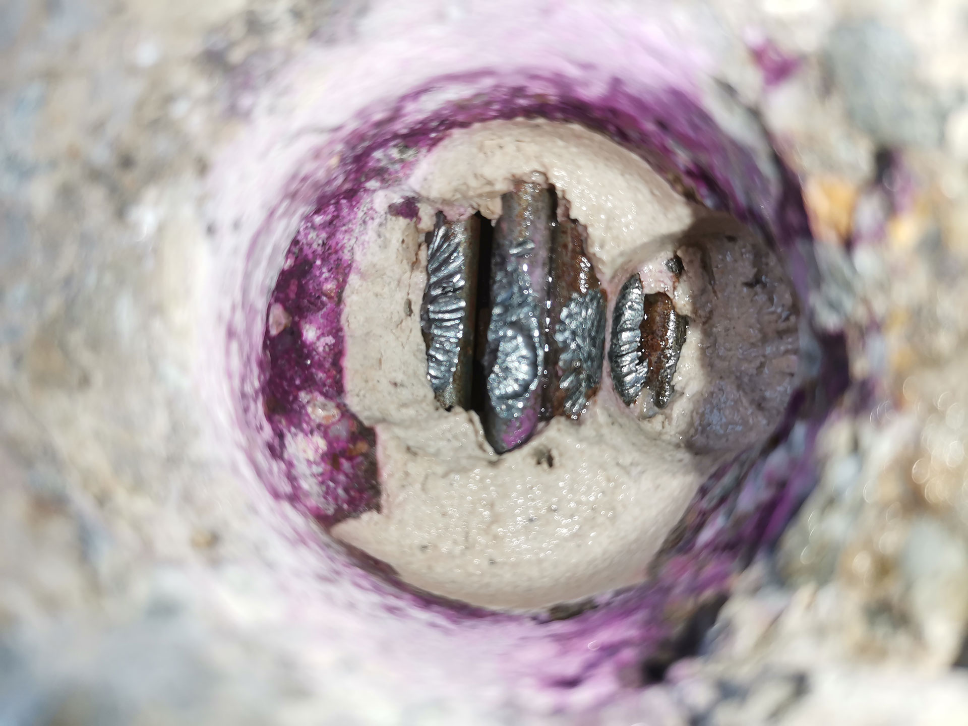 Obr. 4 Epoxidová výplň škáry medzi segmentmi nosníka I-73 (biela hmota), ktorá zatiekla do bezprostredného okolia predpätých drôtov ako dôsledok bezspojkového kontaktu medzi káblovými kanálikmi dvoch za sebou idúcich segmentov (fialová farba indikuje pH > 9,0 – prostredie chemicky nepriaznivé pre iniciáciu korózie drôtov).