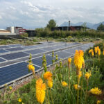 Bifaciálne solárne panely inštalované na zelenej streche s kvitnúcou vegetáciou
