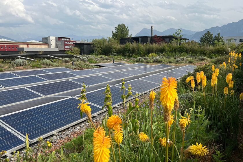 Bifaciálne solárne panely inštalované na zelenej streche s kvitnúcou vegetáciou