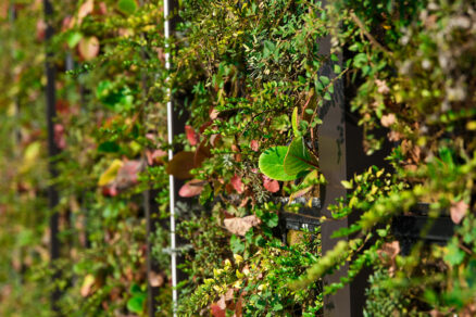 detail vegetačných modulov zelenej fasády na budove Auparku