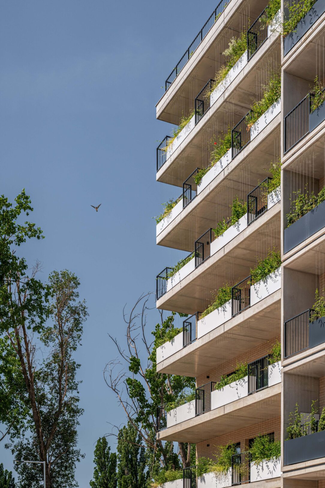Verdena, Bratislava-Rača Verdena, Bratislava-Rača
