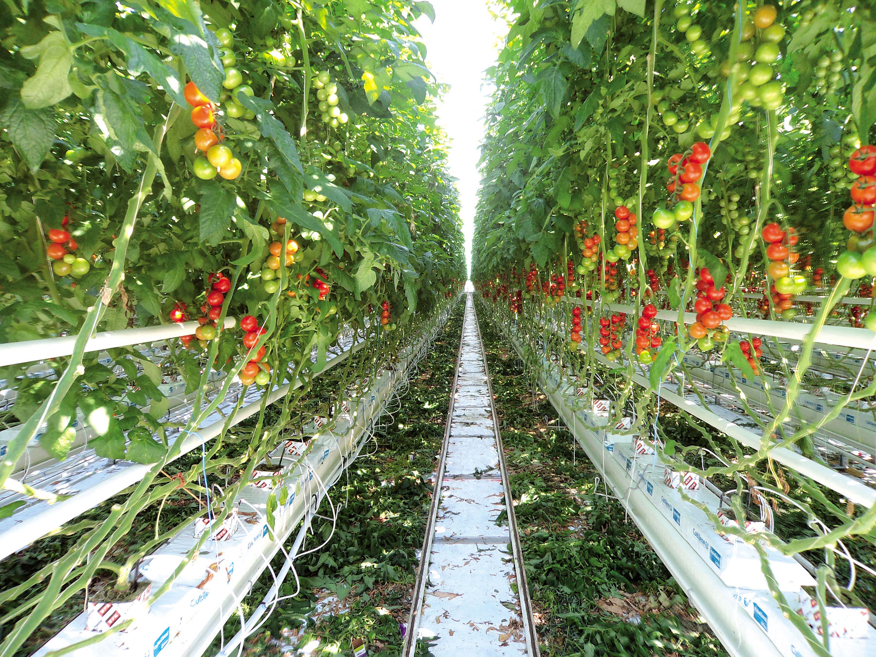Obr. 6 Vykurovacie sústavy medzi paradajkami, tzv. vegetačné vykurovanie (2. okruh)