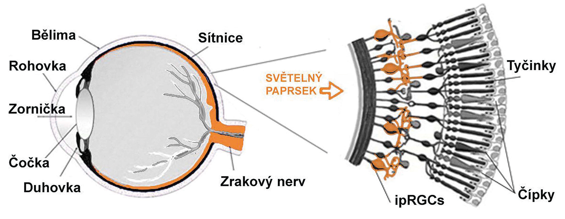 Obr. 1 Schematický rez ľudským okom, detail sietnice s tromi typmi fotoreceptorov